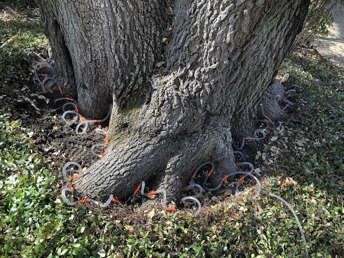 Detailed Shrub and Hedge Trimming job site in Fittstown