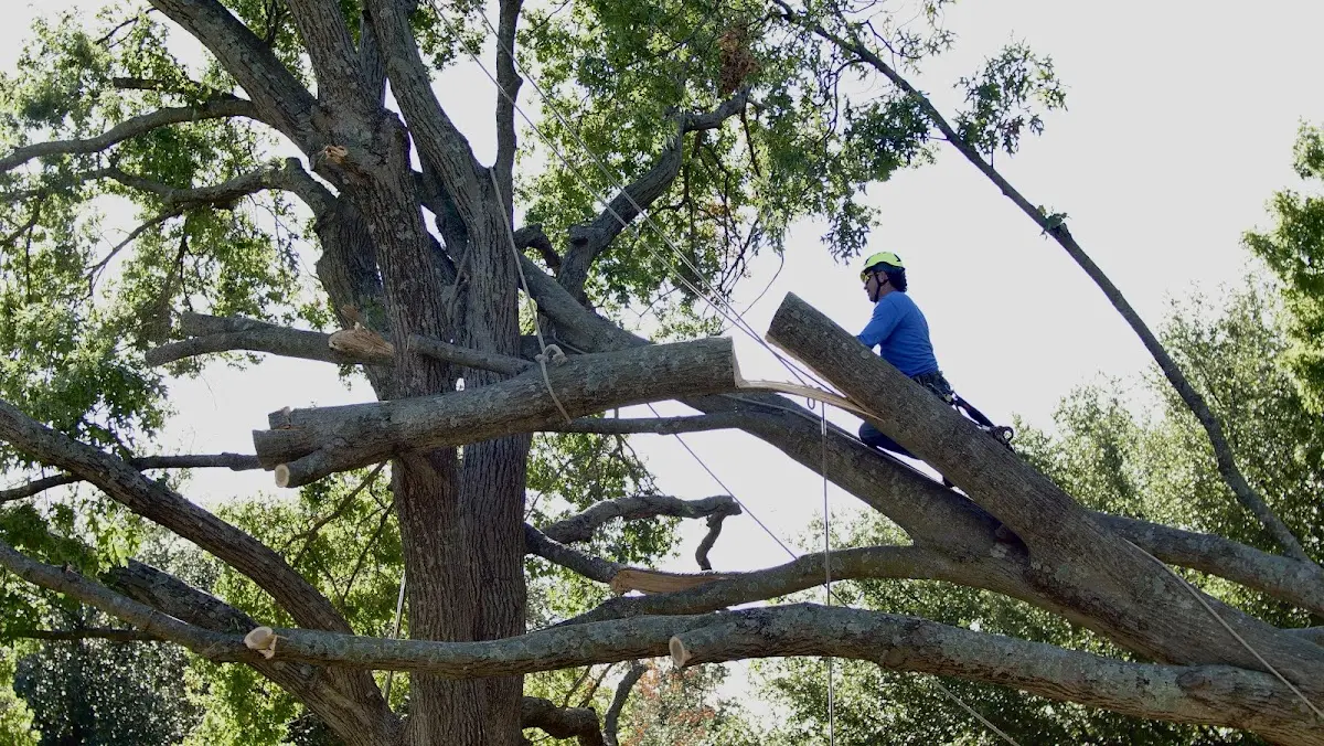 Professional Hazardous Tree Removal performed by certified arborists in Fittstown