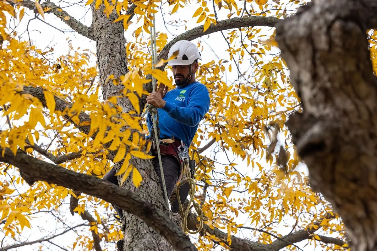 Skilled Tree Trimming crew working in Fittstown